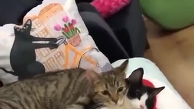 Funny animals, Cutest Animals, Love between cats ! watch till the end !🤩🤩🤩