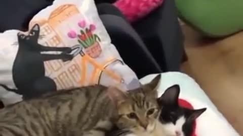 Funny animals, Cutest Animals, Love between cats ! watch till the end !🤩🤩🤩