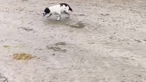 Dogs catch mice.