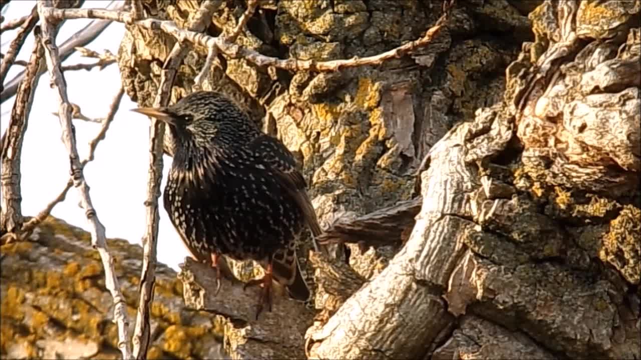 The Common Starling...Building A New Nest!