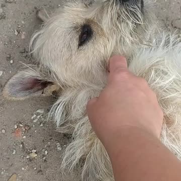 Sweet funny dog, my Luna 🐕🤍