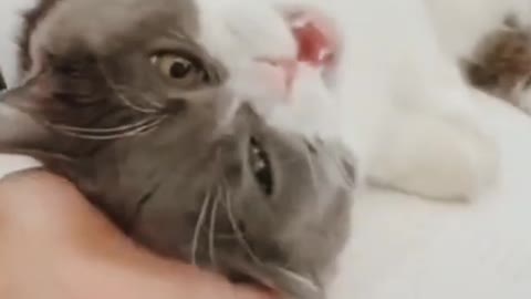 Funny cats Reaction 😂