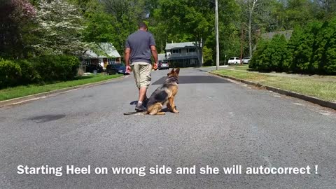 German Shepherd with Aggression Issues - German Shepherd Dog Trainers, 1.1M views · 6 years ago