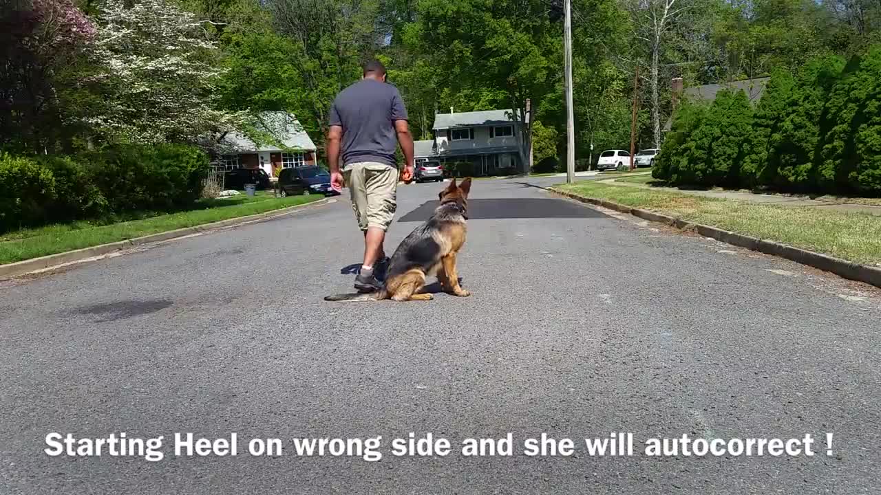 German Shepherd with Aggression Issues - German Shepherd Dog Trainers, 1.1M views · 6 years ago