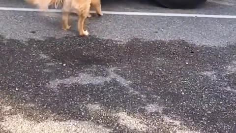 Dog: I've paid so much for this home.