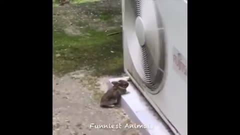 Best Funny Animals videos of 2024 year