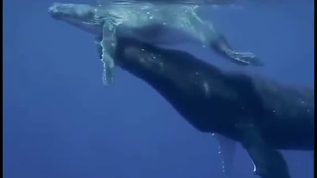 The mother pushed the baby whale out of the water to play