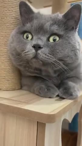 Eating Laser light cat reaction/ cat/#shorts VIRAL SHRT