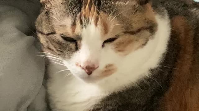 a dozing Korean cat