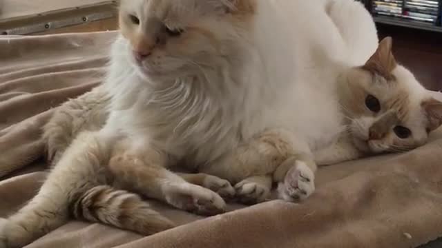 Fluffy cat sits on other cat