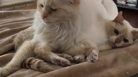 Fluffy cat sits on other cat