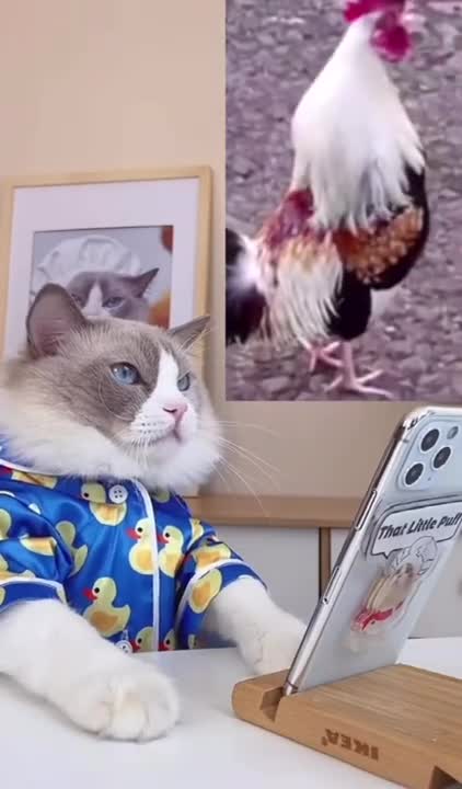 2.Cats and dogs _ cats meowing _ cats funny videos #shorts