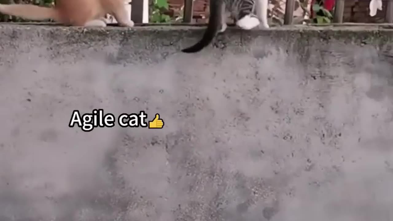 Cute Funny Cat's viral Video #animal #funny #short