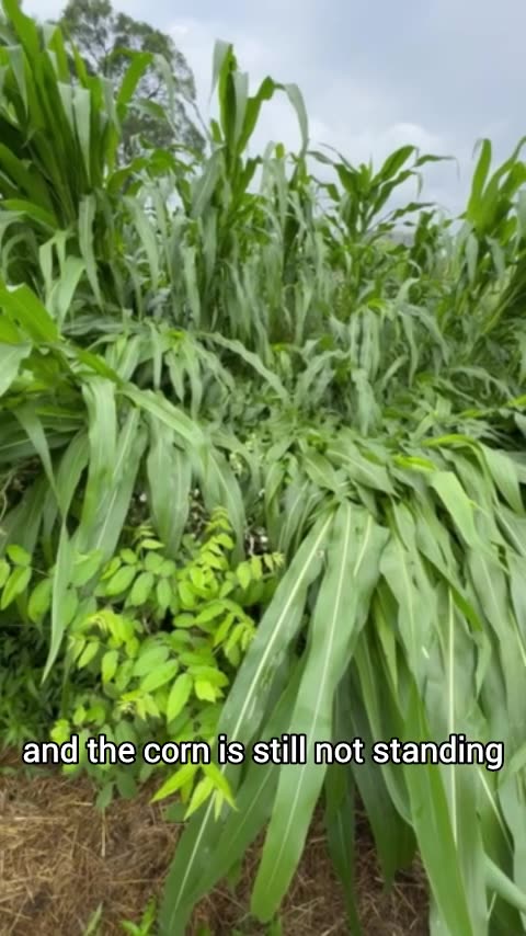 Homesteading Reality