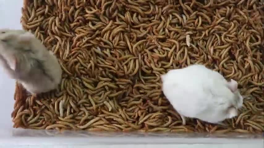 Hamster vs 10000 SuperWorms TimeLapse