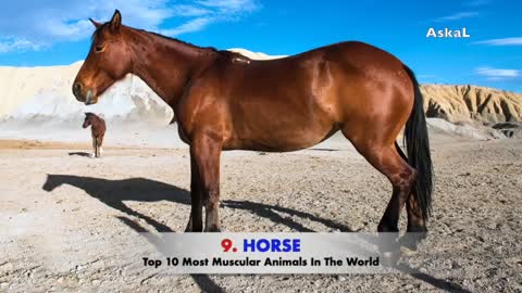 Top 10 Most Muscular Animals In The World - Askal.mp4