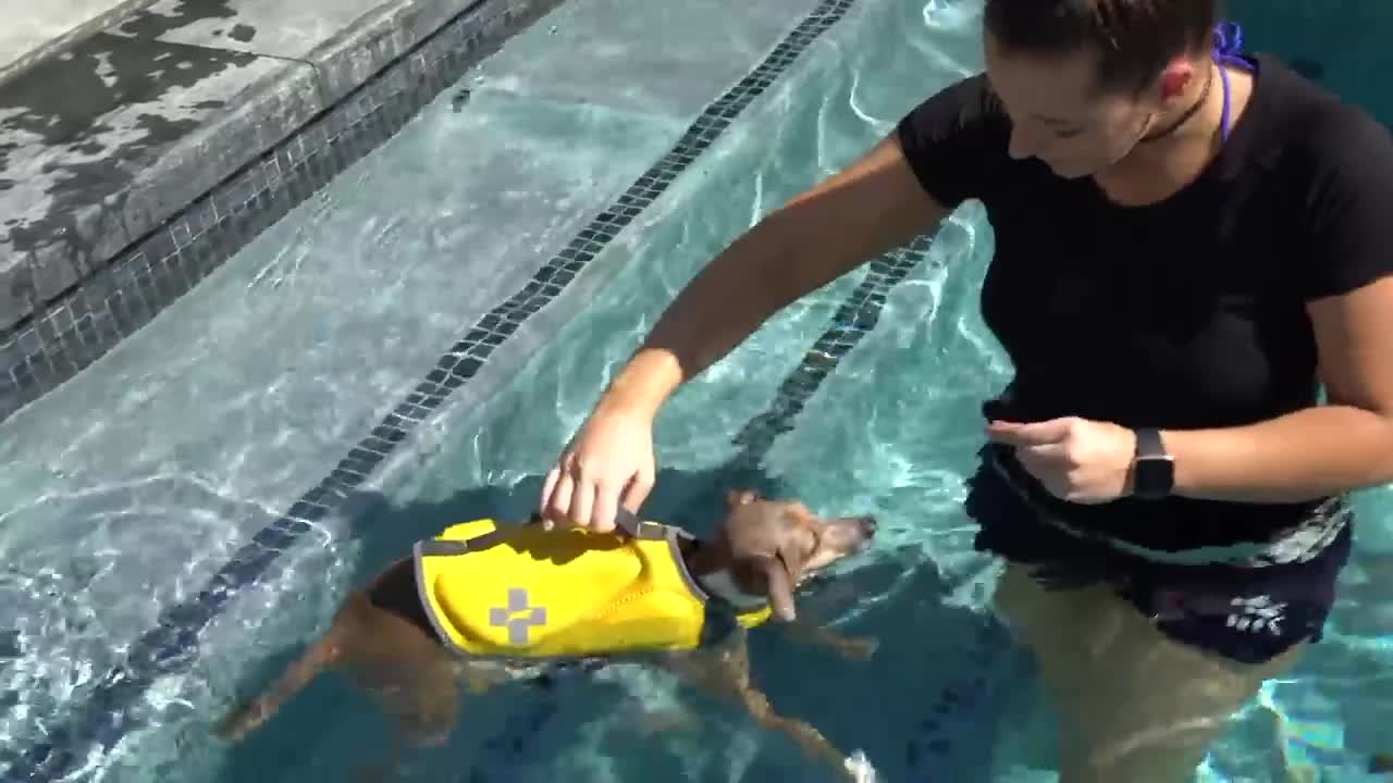 Dogs' First Time In A Swimming Pool (Using A Treat To Lure Them Into Water)