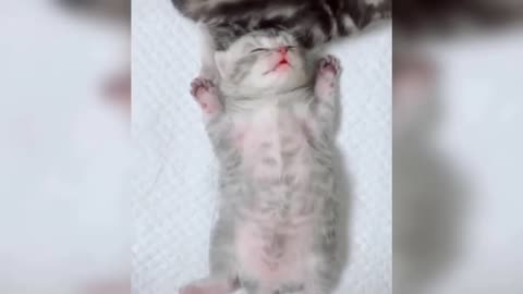 Funny Kittens Compilation 2022 Try Not To Laugh