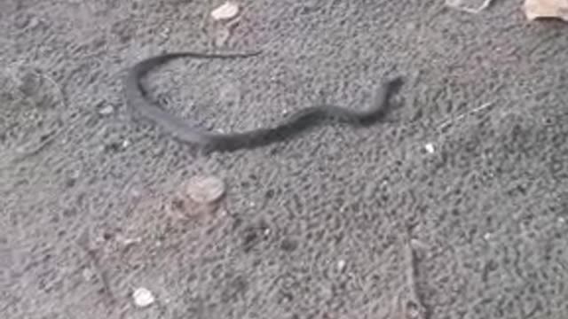 Encuentran serpiente en playas de Castillogrande