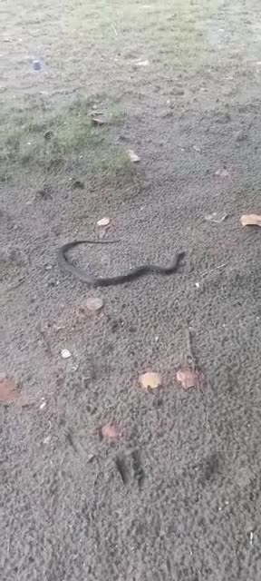 Encuentran serpiente en playas de Castillogrande