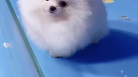 super cute dog
