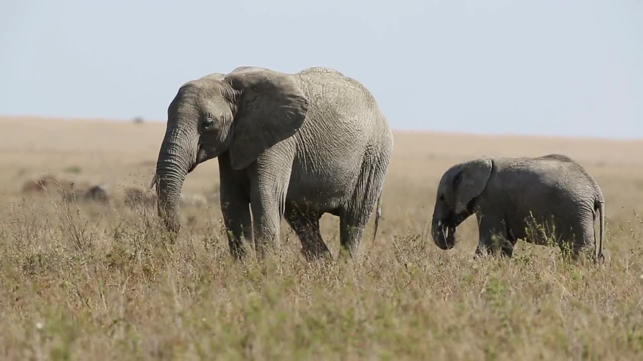 Young elephant and mother eating in Serengeti