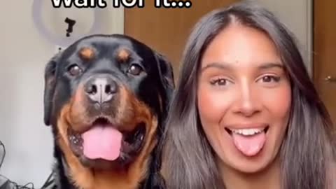 Rottweiler ’s Reaction 🤣 😍 #Shorts #rottweiler