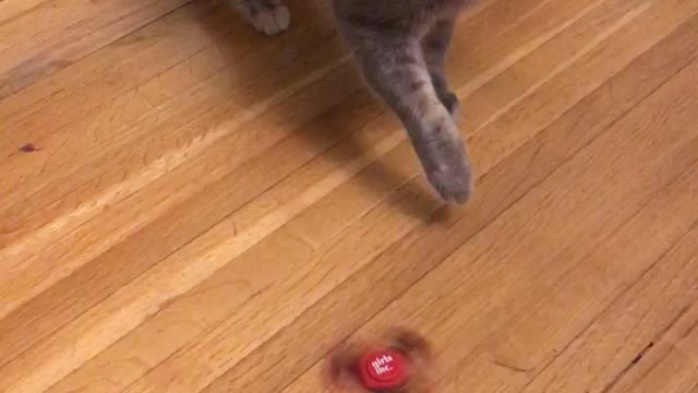 Grey cat plays with red fidget spinner on wood floor