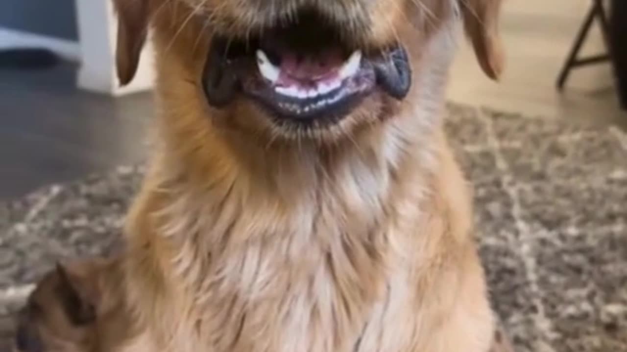 Dog Hides Something in Its Mouth, Refuses to Acknowledge! 🐶🤐