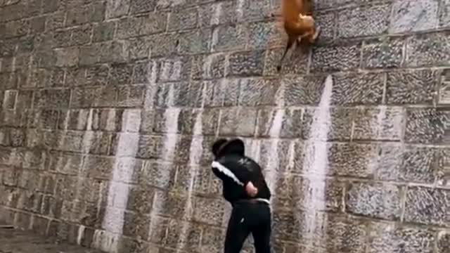 Dog that flying, Funny dog video