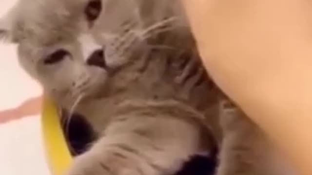 Angry Cat | Funny Animals