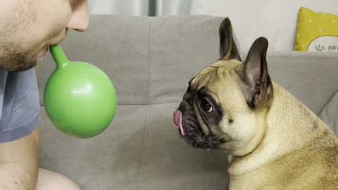 French Bulldog Loves Playing with Balloon