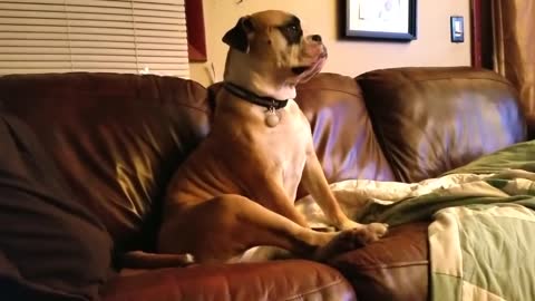 Owner engages in hilarious argument with his dog