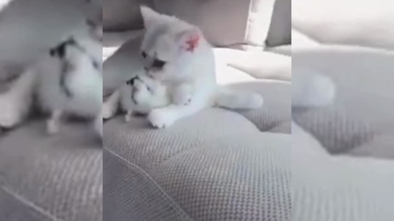 🐱😻Funny Cat Couples Interactions 🥰🥰🥰🥰🥰 Adorable Cats 😍😍 Daily Funny Pets 🐱😻