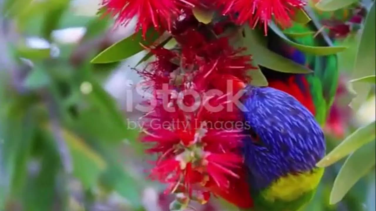 Discover the Vibrant Rainbow Lorikeet of Australia