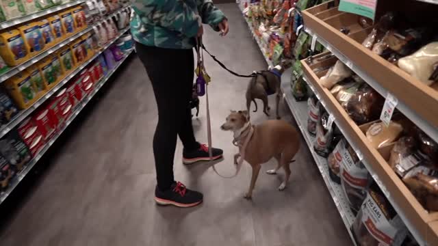 Buying My Dogs Everything They Touch!