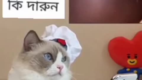 Cat video viral