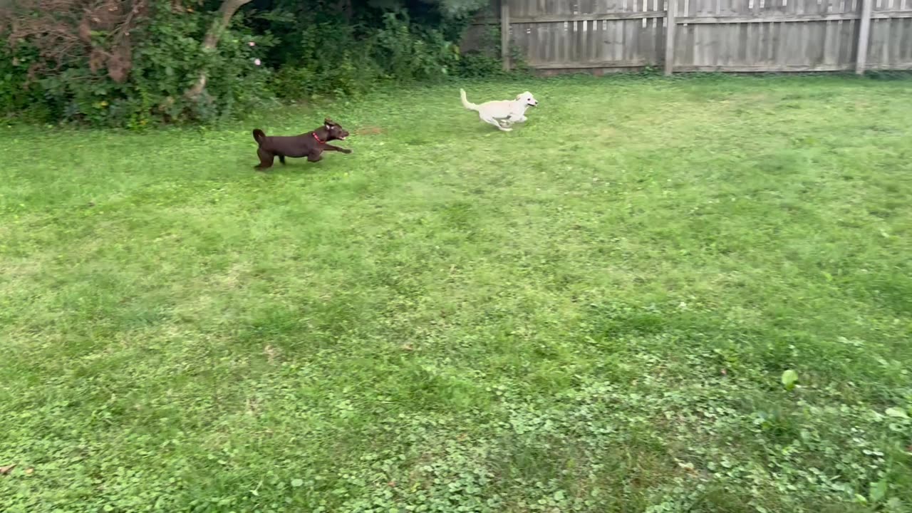 Tikka & Gunner Running Around Crazy 🤪