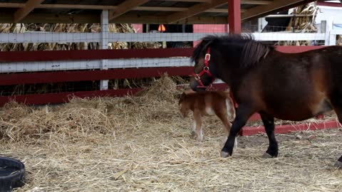 Baby and Mother Pony entering barn