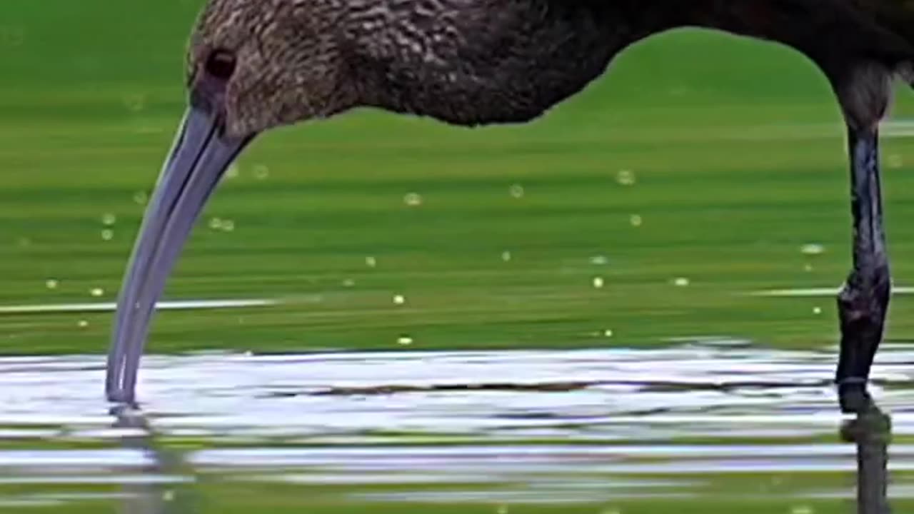 How white faced ibis searching for tiny bugs in the pond.