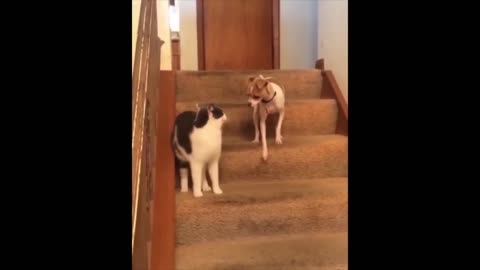 funny dog vs monkey