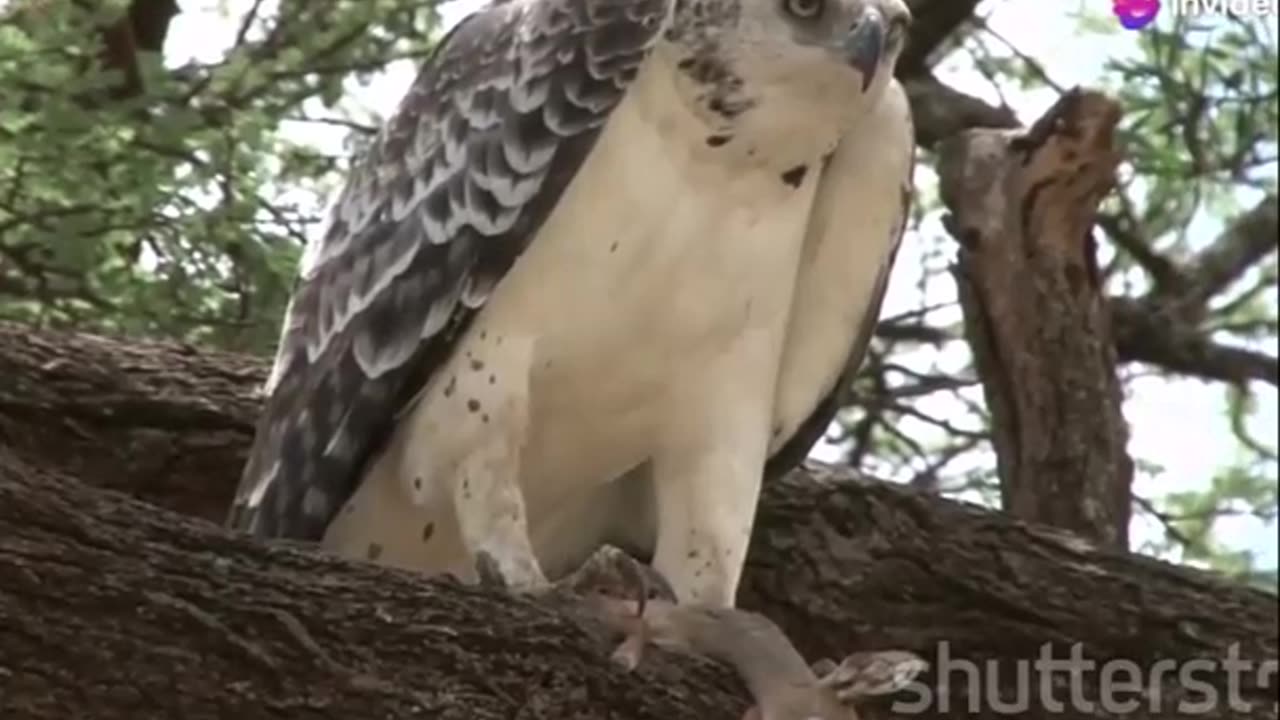 The Mighty Harpy Eagle Supreme Predator of the Rainforest