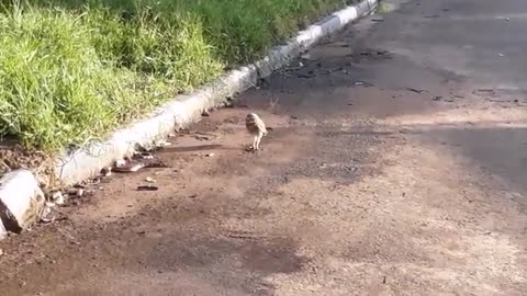 When Owls Decide To Attack Snakes