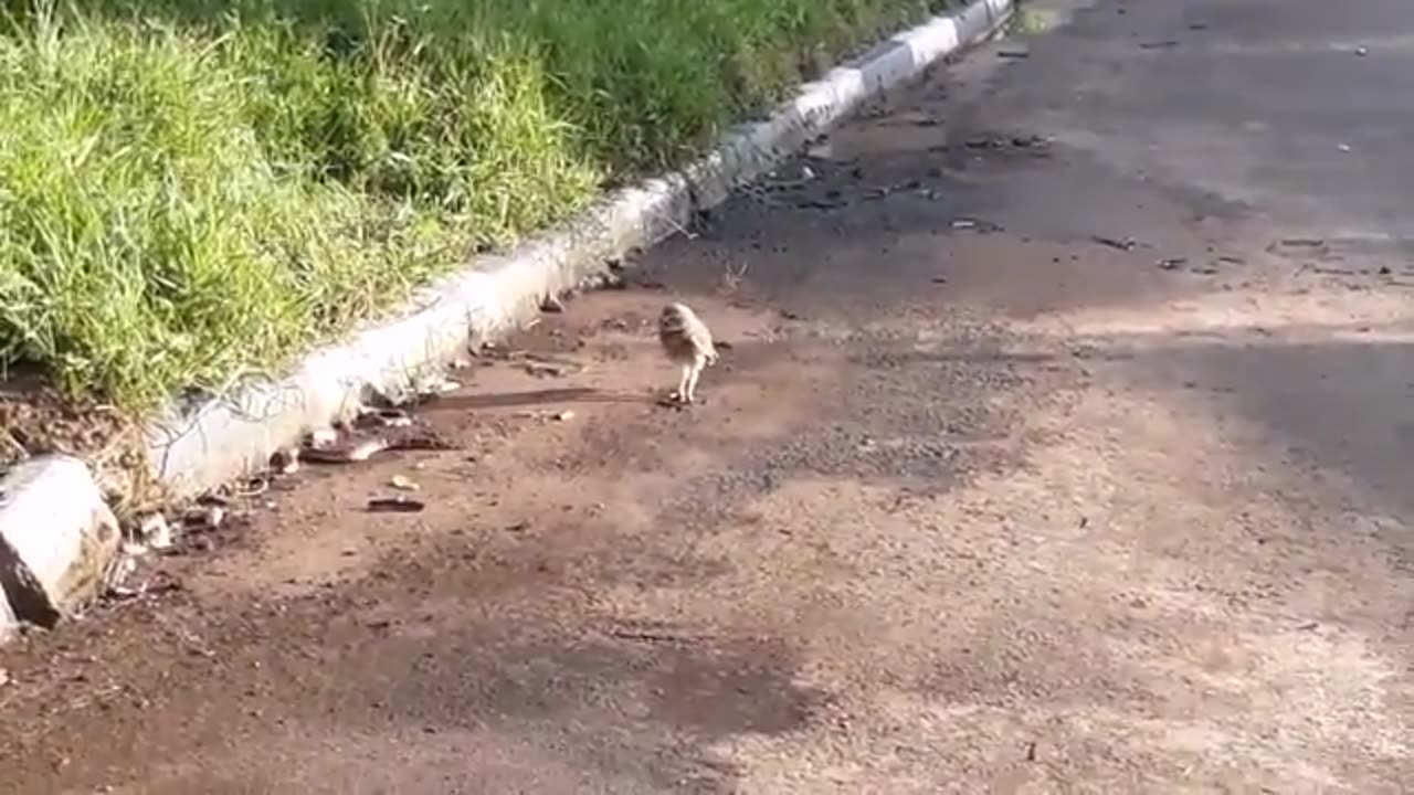When Owls Decide To Attack Snakes
