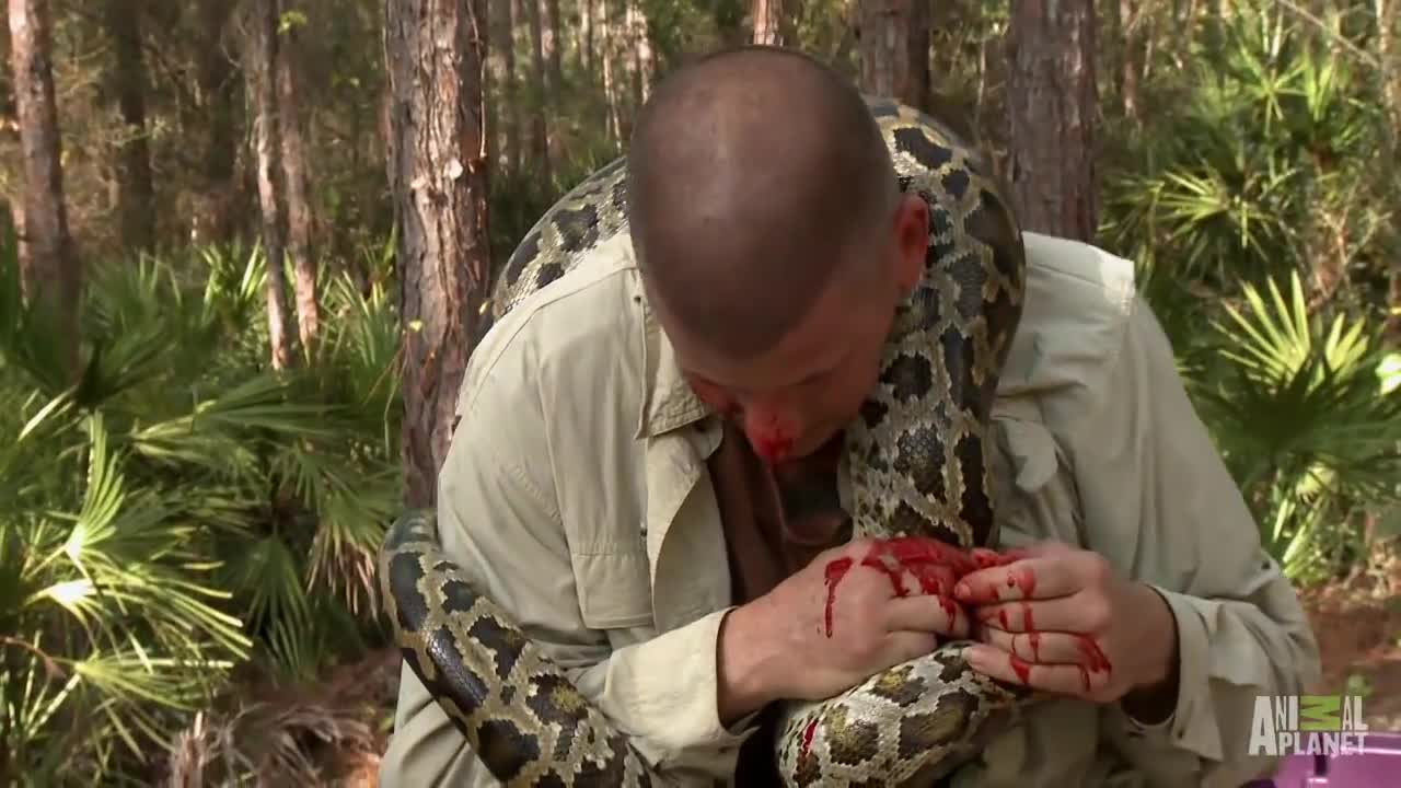 how python snake attack human