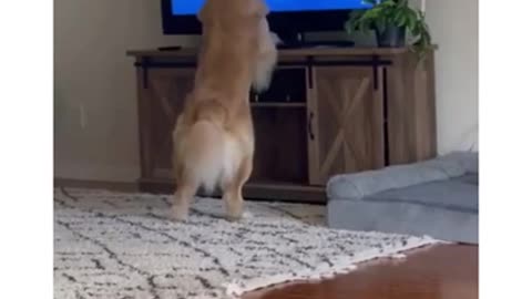 Funny Dog video