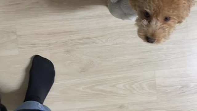 My dog is like "Let's go!! let's go!!"