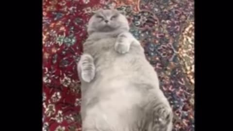 Cat that understand human language Pt.1
