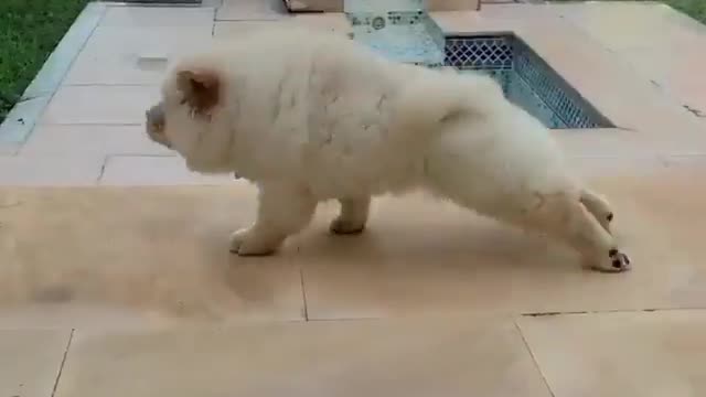 lovely dog funny videos