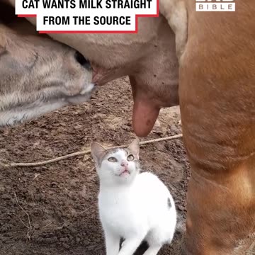 Cat plans to get milk straight from the source..